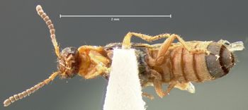 Media type: image;   Entomology 6284 Aspect: habitus ventral view